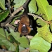 bat_fruit_lan_baa_v_0220_mal0272.jpg